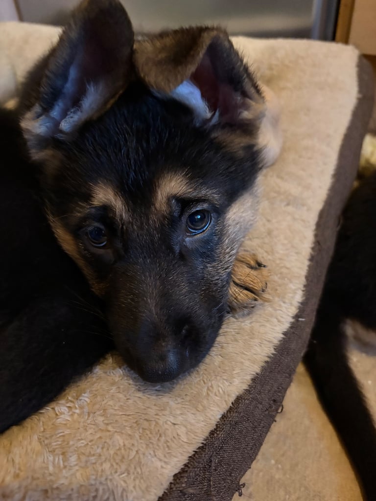 Stunning German Shepherd puppies