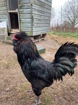 Araucana Cockerel LF black, docile, chicken 