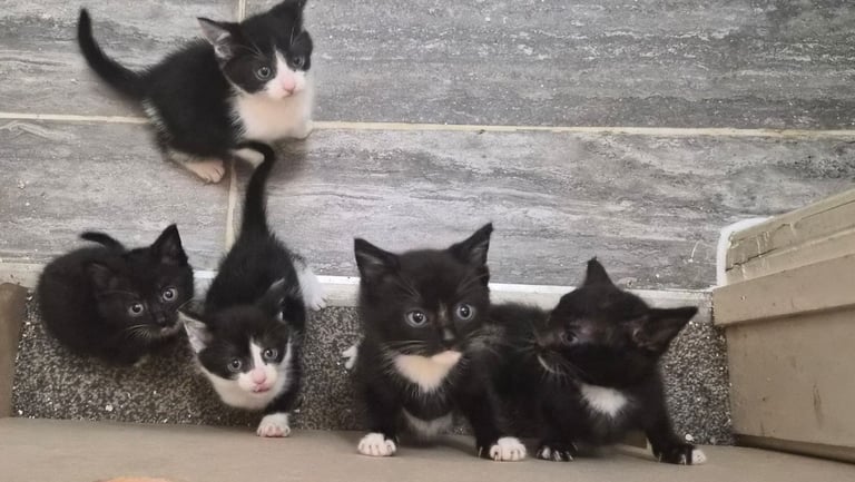 Kittens for sale