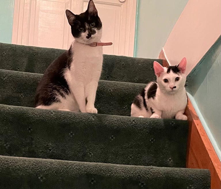 Male and female cat for adoption 