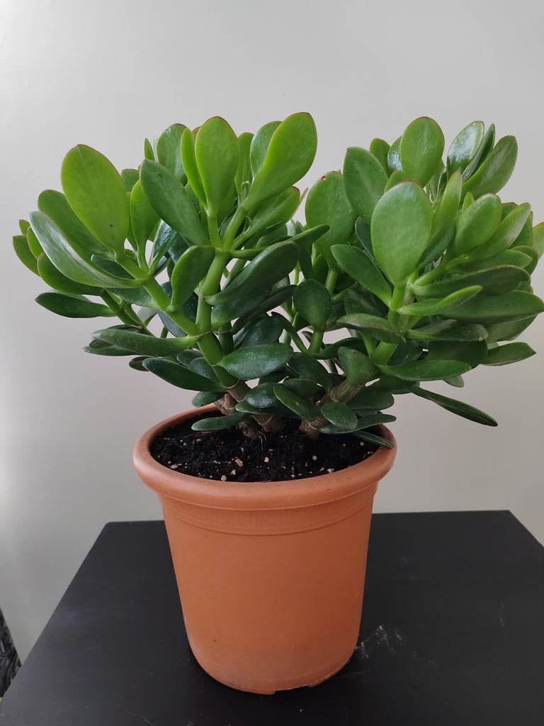 Crassula Ovata Money Tree Plant, Jade Plant, lucky plant with flower pot