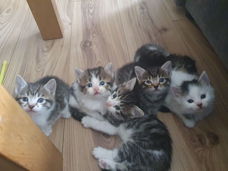 Fluffy kittens (1 female left)