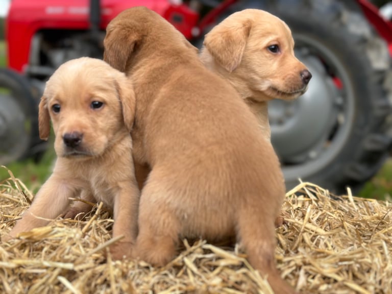 Labrador Retriever Puppies