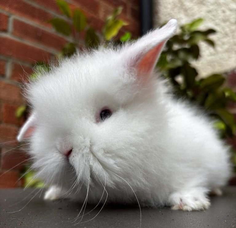 Beautiful male Lionhead 