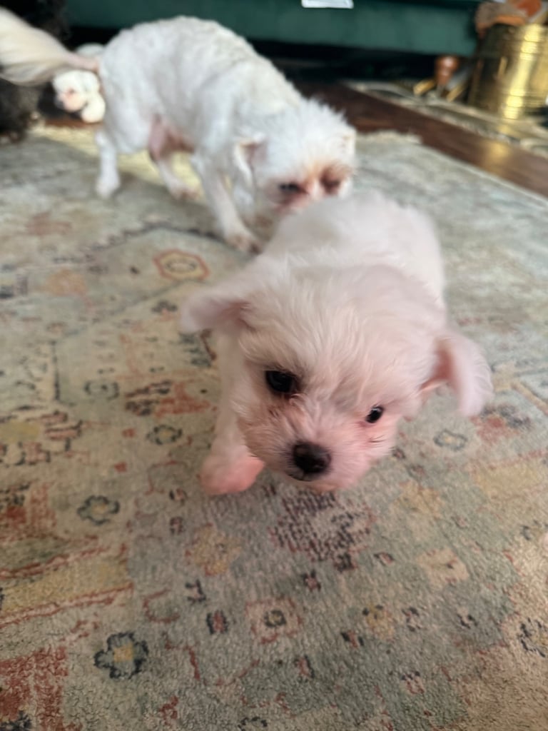 Cotton De Tulear puppies x3 looking for their forever homes