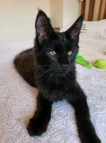 Maine Coon Kittens - Black - Male and Female