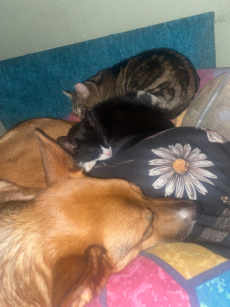 Lovely young cats looking for forever family 