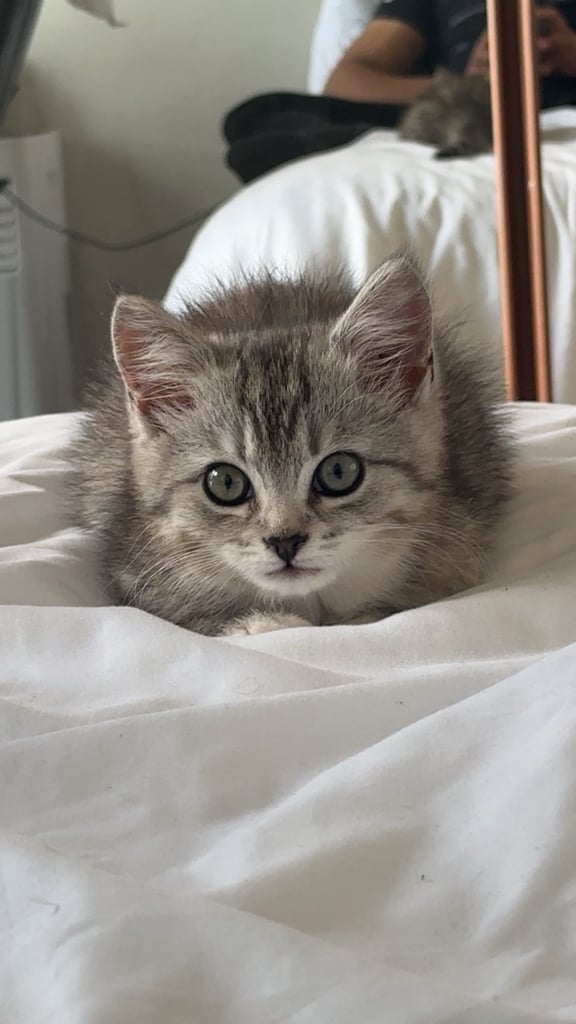 image for Beautiful 10-Week-Old Persian Kitten – Ready for Loving Home