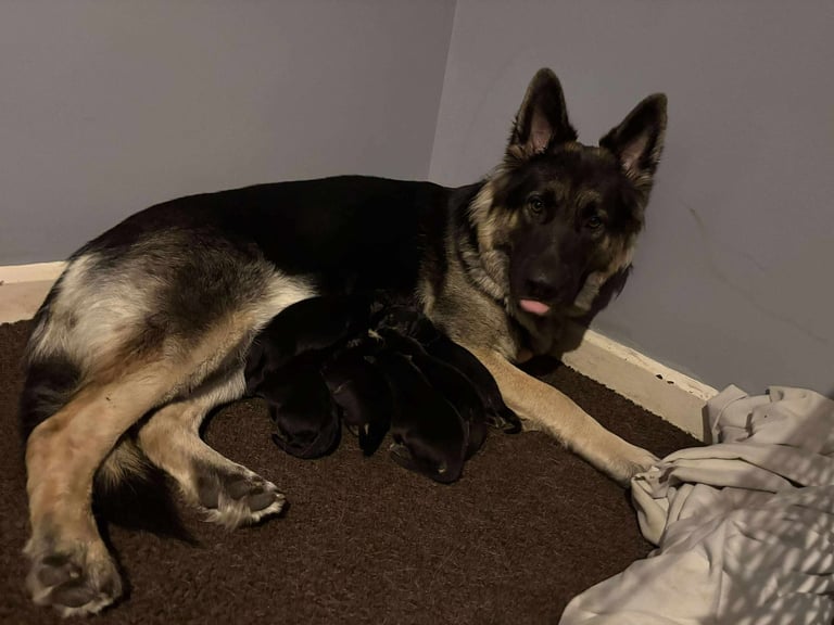 German shepherd puppies for sale 