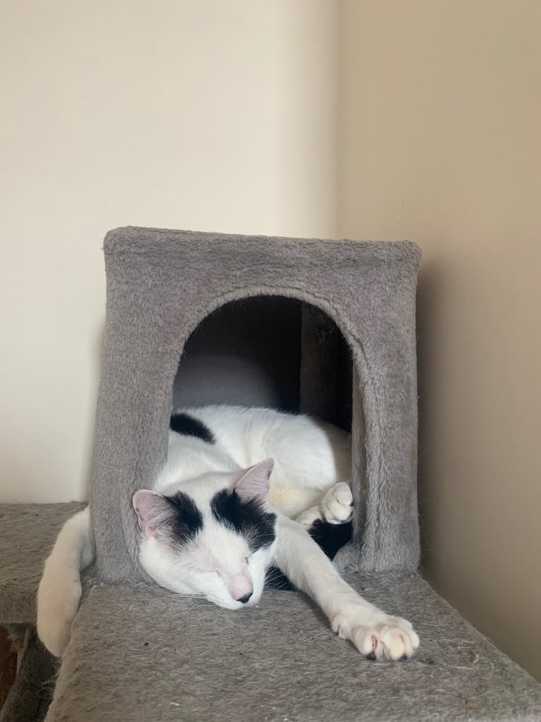 3 beautiful cats 