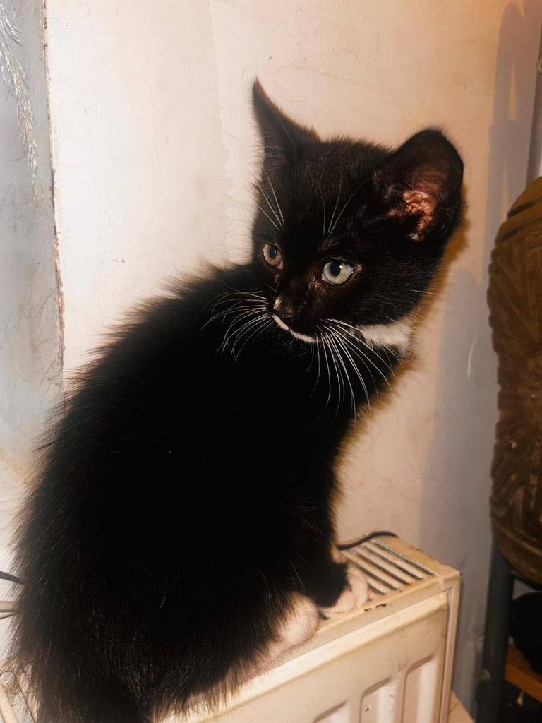 Kitten