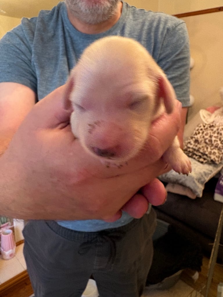 Miniature Long Haired Dachshund Puppies