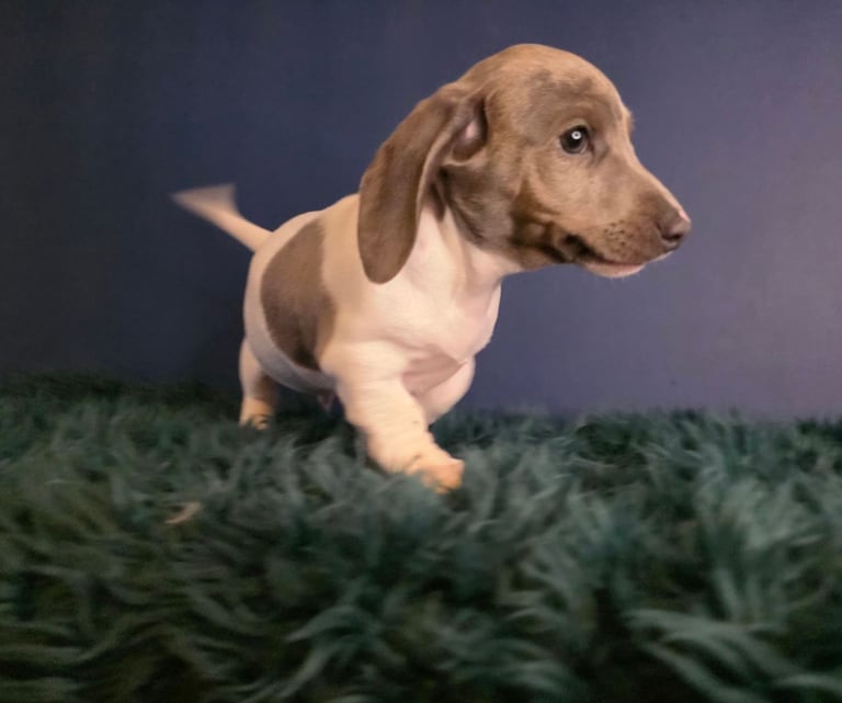 KC Registered Dachshund Puppies