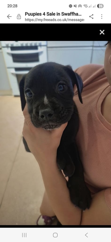image for Mixed breed puppy