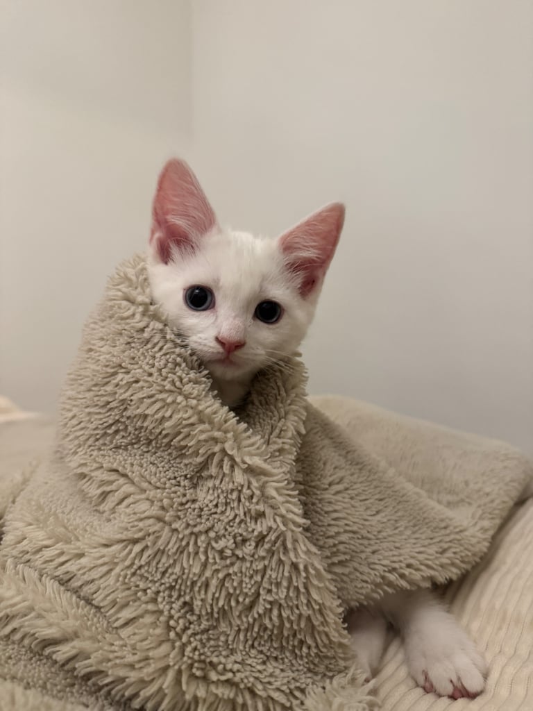 Adorable white kittens looking for their forever home
