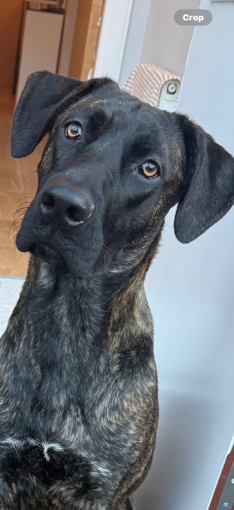 Rehoming Malinois cross 