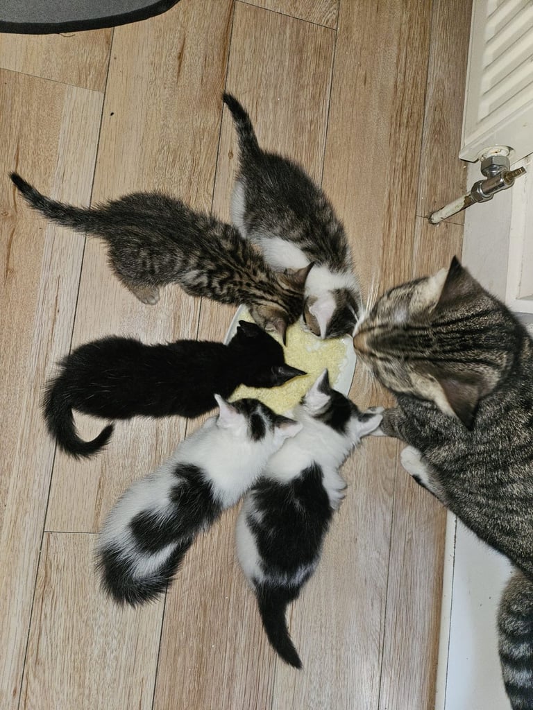 Kittens looking for Forever home! 🐈🐱