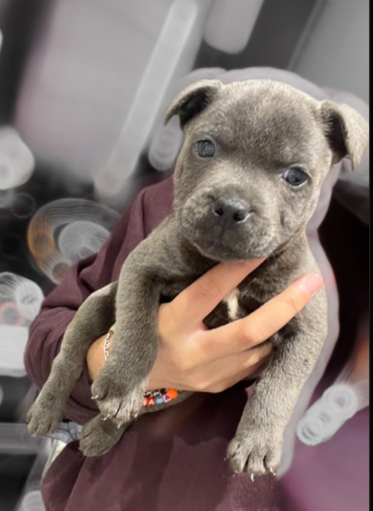 Quality Staffordshire bull terrier pups 