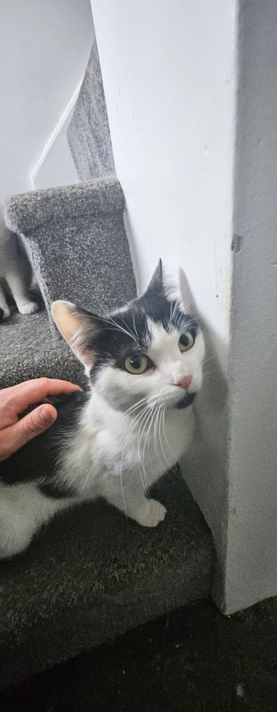 Two very loving boys for sale to a good home 