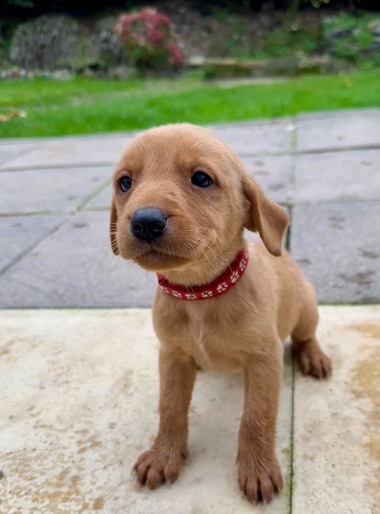 KC registered, working Labrador puppies 