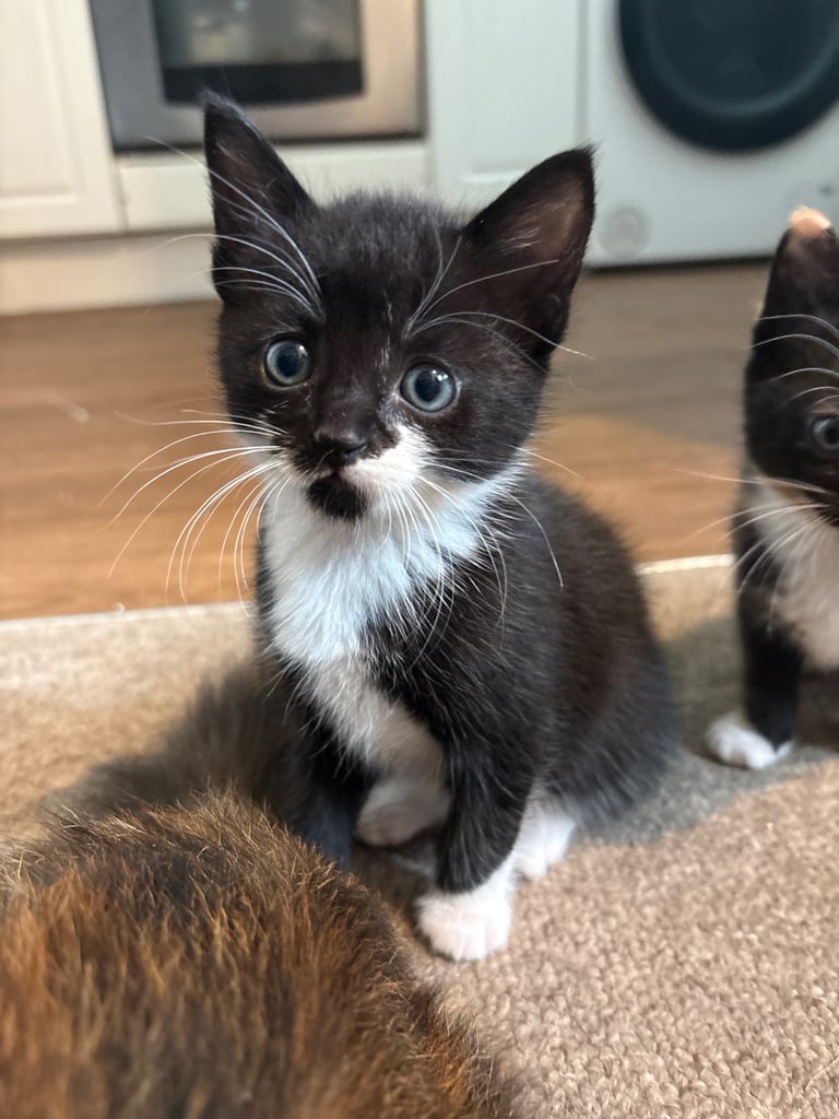 Kittens For Sale. Born, 08/09