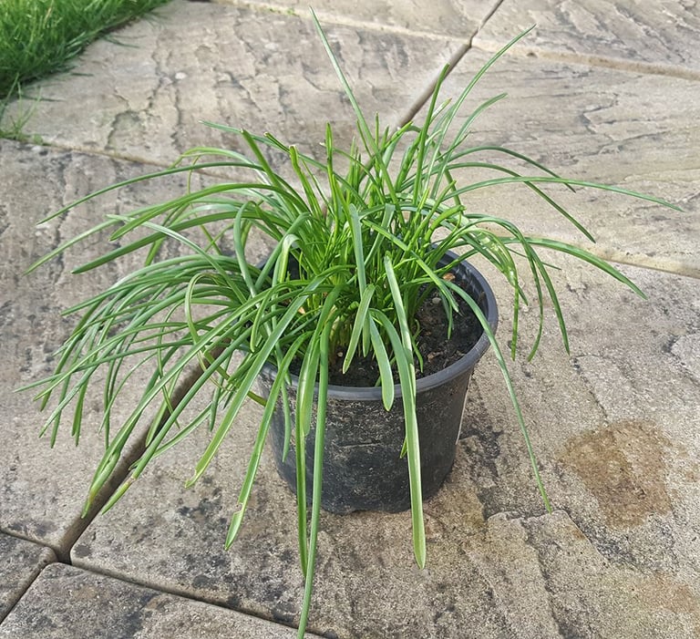 Large Muscari / Grape Hyacinth Pots - £2 each