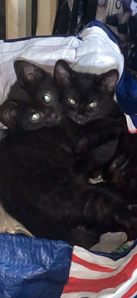 image for 2 Male black kittens