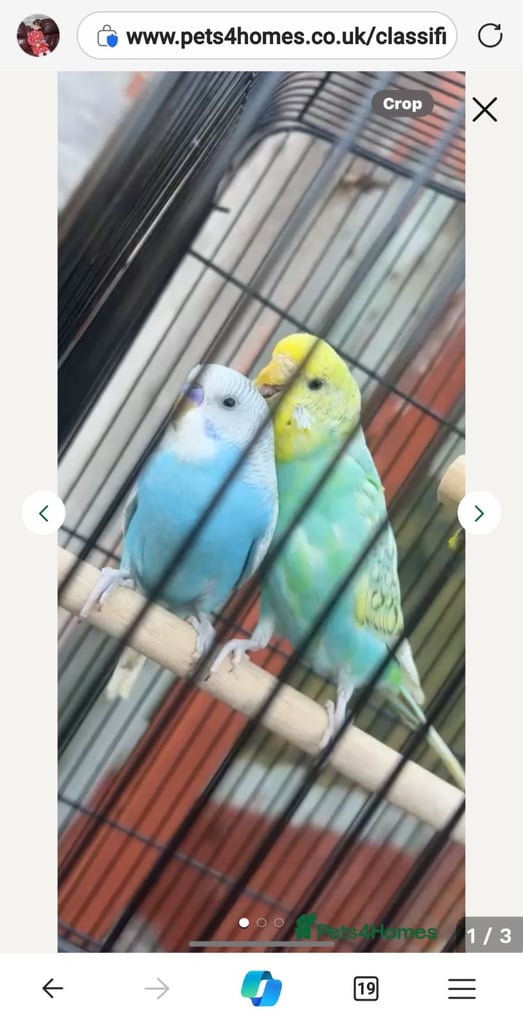 image for Budgies must go together 