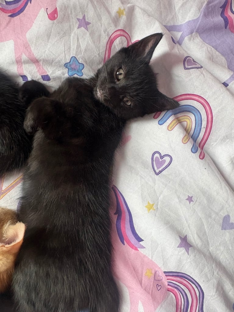 Kittens for sale 