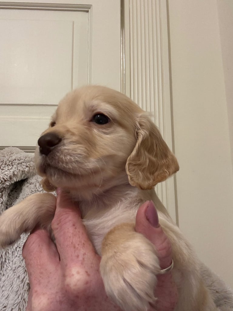 KC Cocker Spaniel Pups - ready to go sunday