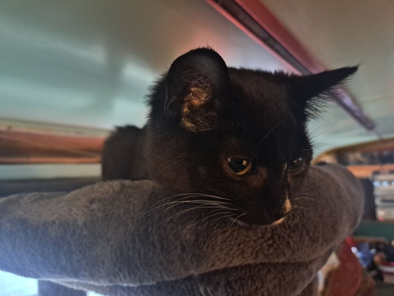 image for Handsome boy ready for his new home
