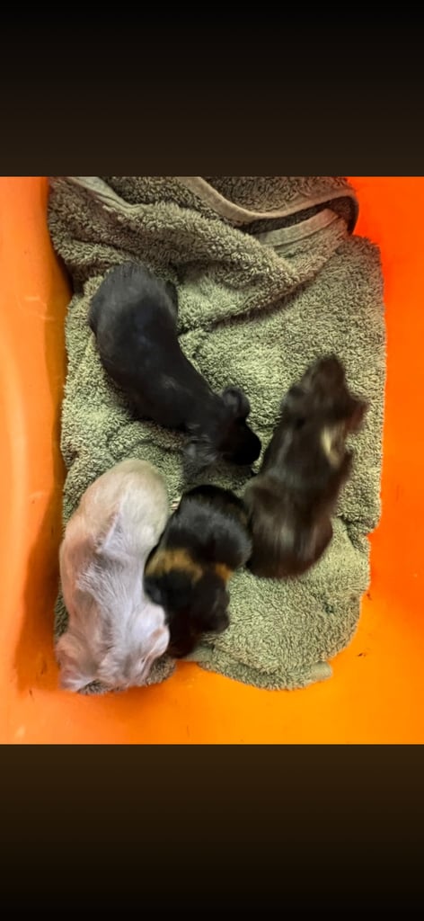 Beautiful baby guinea pigs 