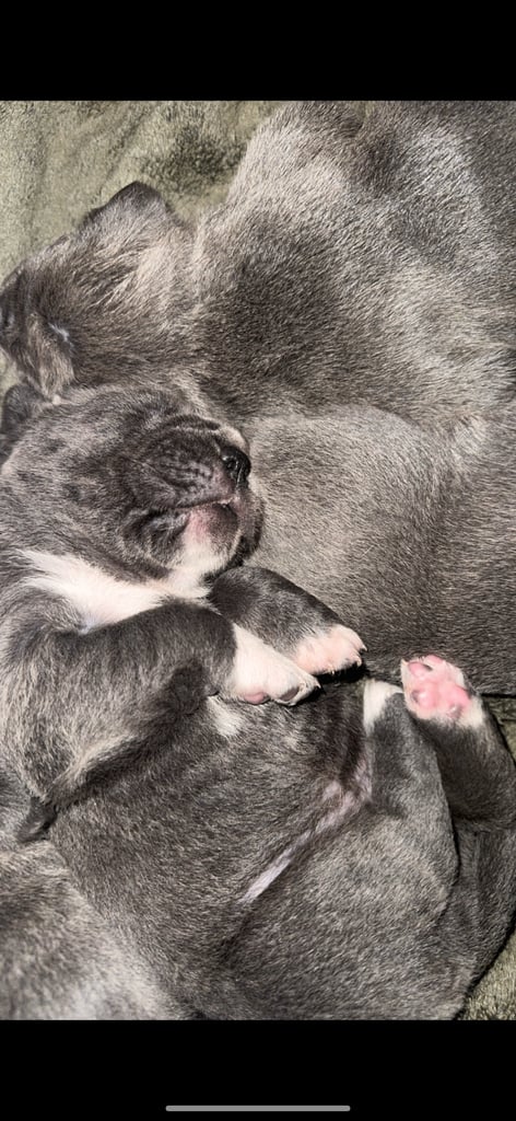 1 cane corso pup left