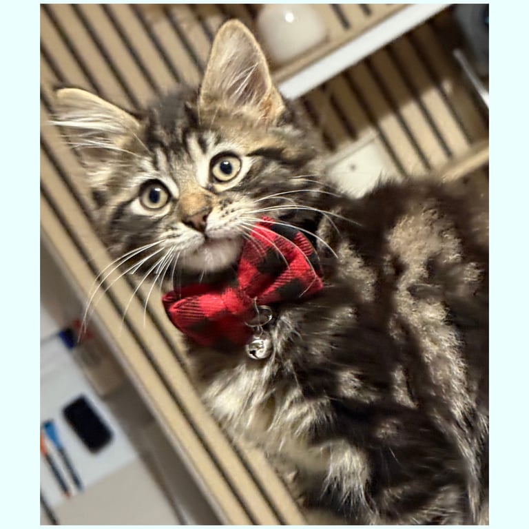 Stunning Ragamuffin X Main Coon Kittens