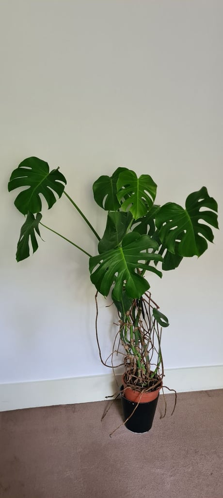 image for Cheses Plant 