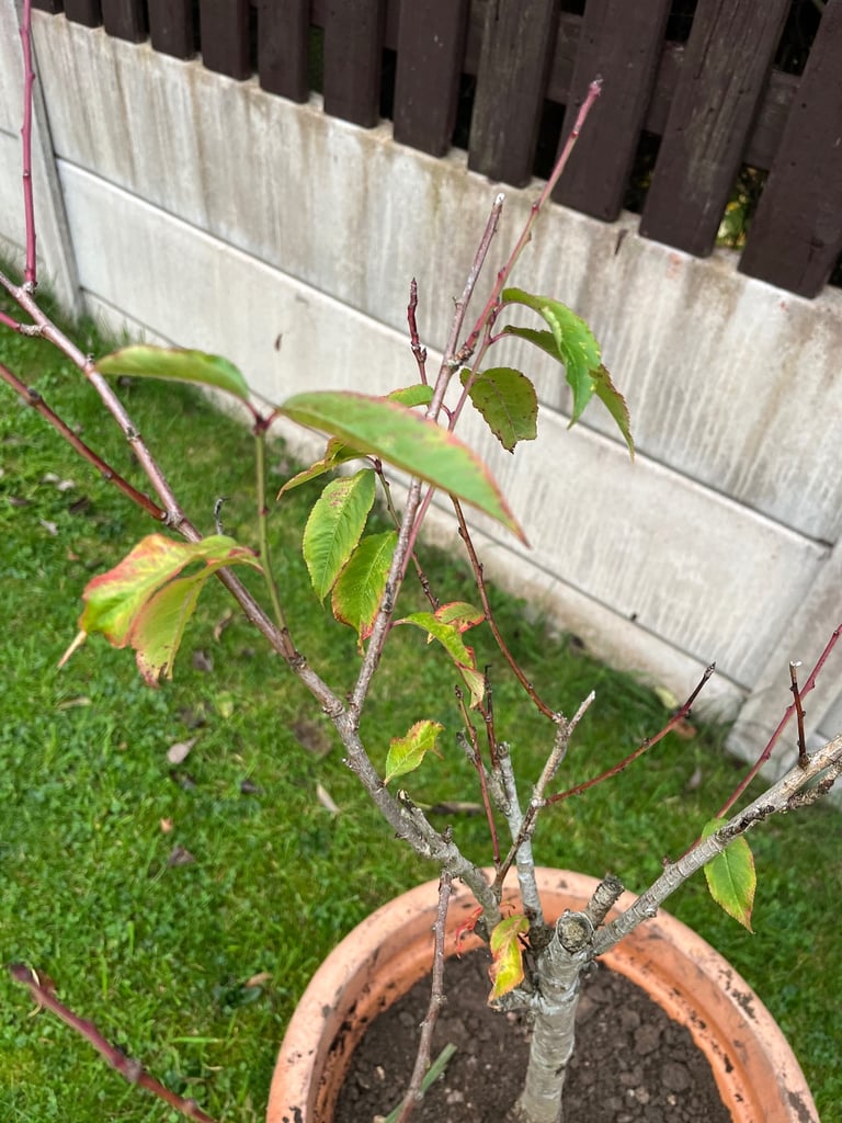 Peach tree