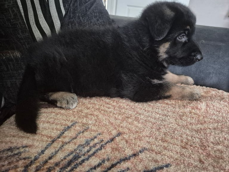 German Shepherd pup