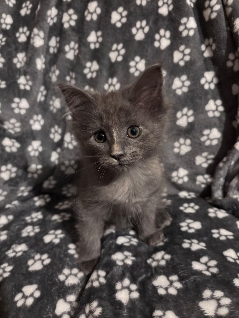 🐾 Beautiful ¾ Maine Coon x ¼ Ragdoll Kittens – 7 Available 🐾
