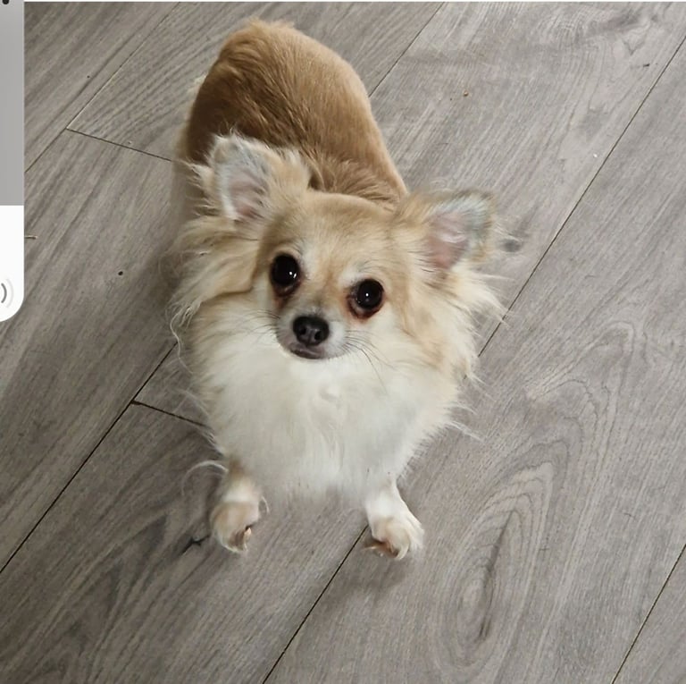 Chihuahuas and French bulldog 