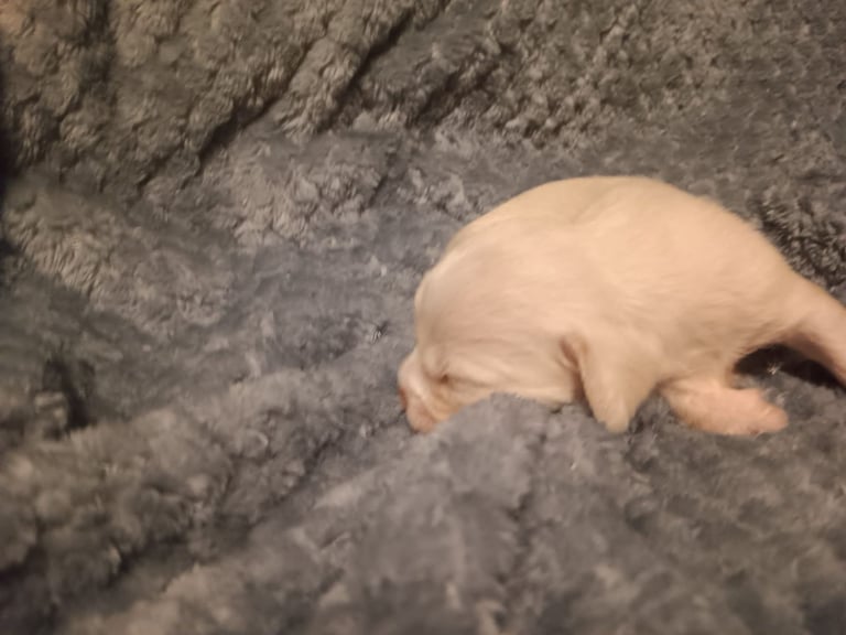 Beautiful dachshund cross cava-tzu for sale