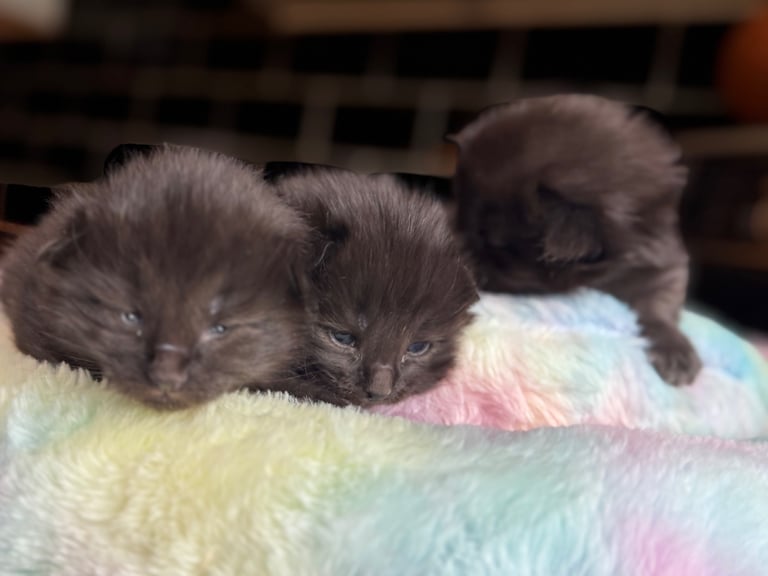 Ragcoon Kittens