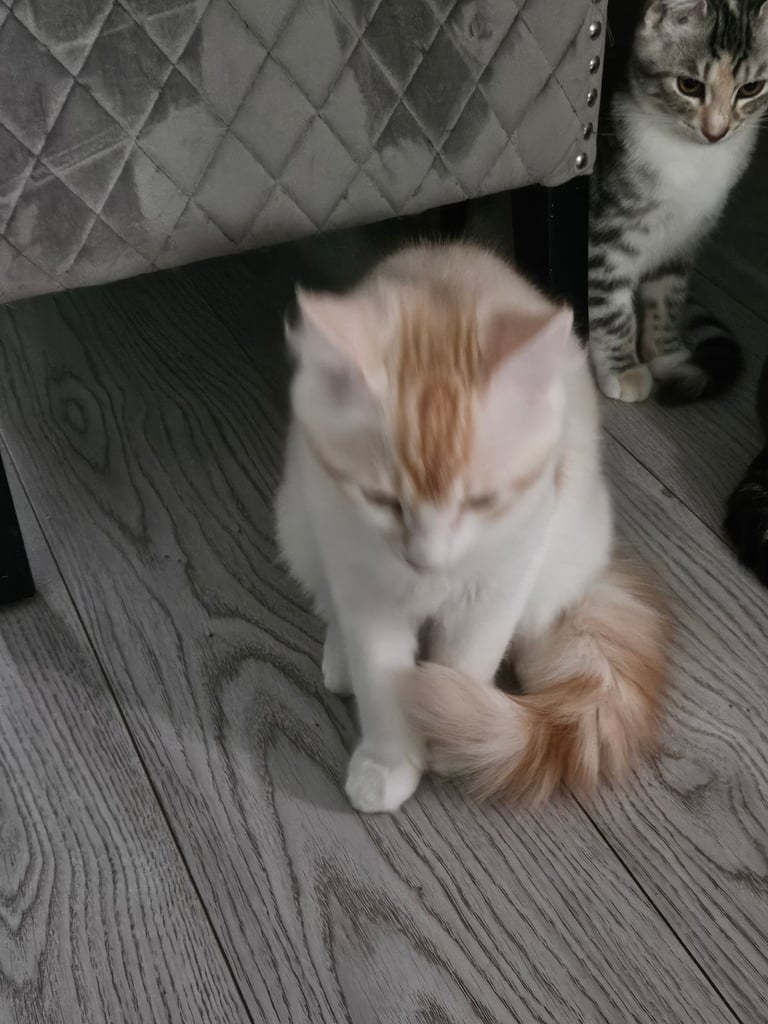 Beautyful siberian kitten looking for a new home for ever.