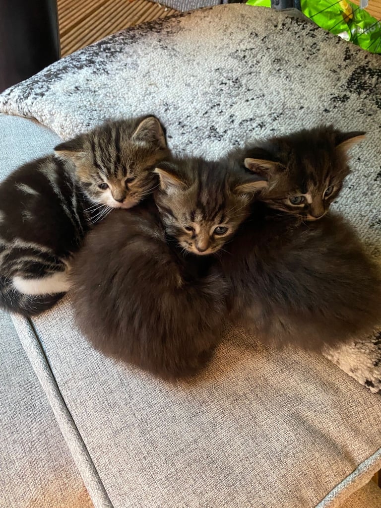 Kittens 