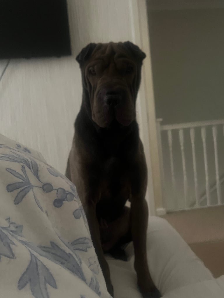 GORGEOUS SHAR PEI FOR SALE 