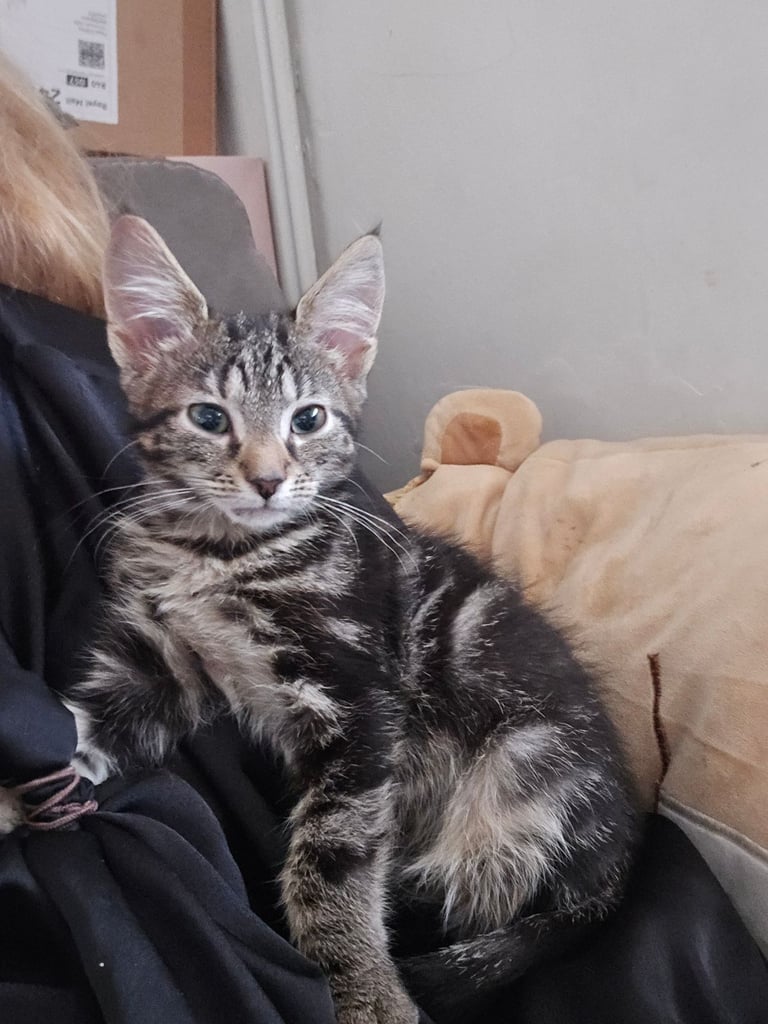 Fluffy, loving kittens for sale