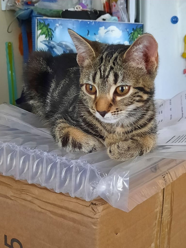 beautiful female kittens, white / tabby, looking for a new home