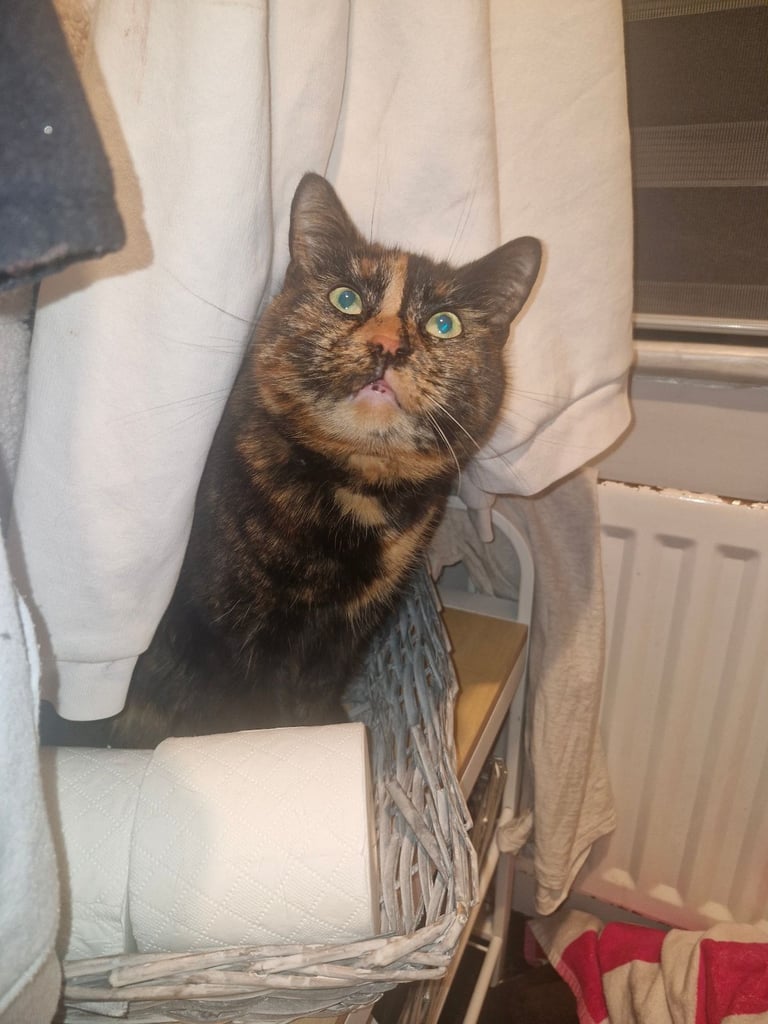 BEAUTIFUL TORTY SAGE 