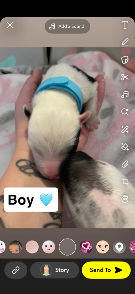 Borsky puppies !! SOLD SOLD !!