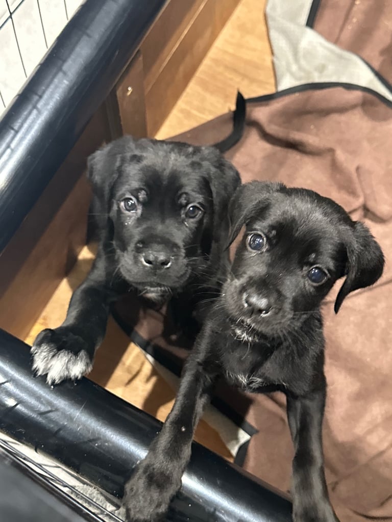 Cane corso puppies