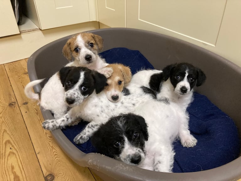 image for @@GORGEOUS JACKAPOO PUPPIES@@